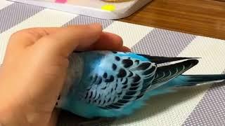 Unbelievable Hand Cave Moments with This Adorable Budgie! #birds #viral #parakeet #parrot