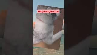 Черуля отдыхуля!