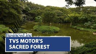 A sacred forest within TVS Motor's Hosur factory