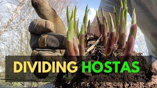 How to Divide Hostas, Best Time to Divide Hostas and Other Planting Tips