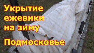 Укрываю ежевику на зиму, как укрыть и не сломать побеги. Подготовка к зиме ежевики Подмосковье.