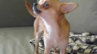 Чихуахуа. Поющая собака / Singing dog. Chihuahua