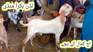 luddan bakra mandi update | pure makhi chena bacche | 18 Jun 2025 | gillani goat farm
