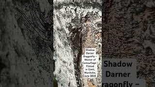 Shadow Darner Dragonfly – Master of Camouflage | Filmed in Gimli, Manitoba, June 2025