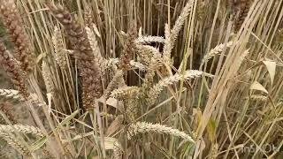 Practical view in a pre-breeding program in wheat