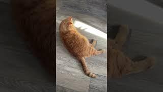 Солнечный зайчик ️ #популярное #видео #tiktok #персик #кот #котик