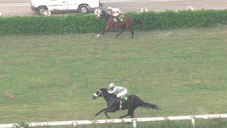 5th Race The Amigo Cup Distance 1300 Meters Winner Verde One ( Pakistan Horse Racing ) Shabaz