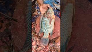 Amazing!! Talapia Fish Cutting Skills by Young Fish Expert  || #shorts #fishcutting_skills