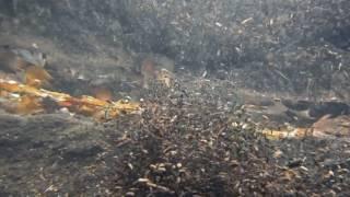 Spring Boil Near Pine River