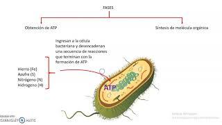 Quimiosíntesis