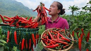 Harvesting Chili Garden Goes To The Market Sell - Lý Thị Ca