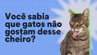 Cheiros que gato não gosta | Petz TV Comportamento