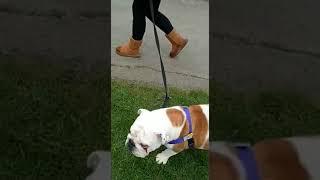 Walk Your Dog with Love Dog Harness & Winnie