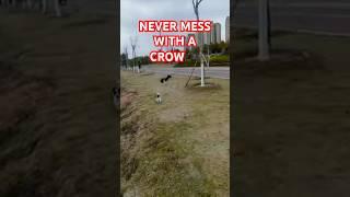 This Is WHY You NEVER Mess with a CROW!