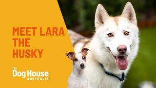 Lara The Husky | The Dog House Australia | Channel 10