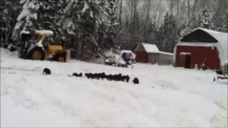 Herding Young Piglets in Snow