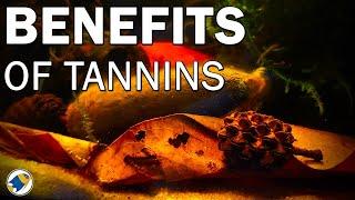 Benefits to Tannins in YOUR Aquarium | What are Tannins in an Aquarium | MR BRIGHTFRYED