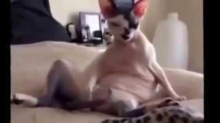 Смешная подборка  Видео про животных  Приколы с животными  Funny video  Funny animals videos