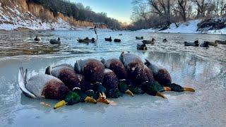 Small River Duck Hunt: 2-Man Mallard Limit in 35 Minutes!