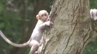 RHESUS TREE HOPPING LESSONS, RAYAPPA KASI