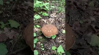 Белый Гриб пограничник боровик #Boletusedulis #god #грибы #шортс #mushroom #nature #лето2025 #shorts