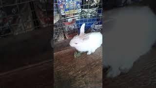 Rabbit is eating grass