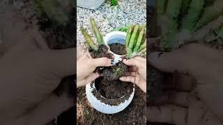 🪴 #gardening #plantlife #farming #nature #flowerpot