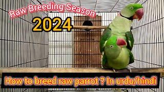 How to breed raw parrot? raw parrot breeding video