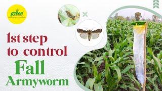 FALL ARMYWORM | FAW | How to Control  Spodoptera frugiperda by Pheromone Trap & Pheromone Lure