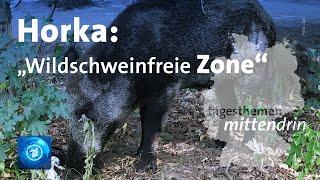 Horka: Streit über „wildschweinfreie Zone“ | tagesthemen mittendrin