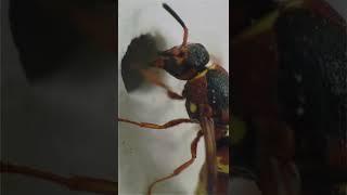 Wasp Cleans Face Macro #shorts