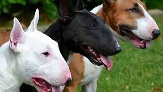 The great English Bull terrier