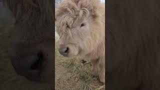 Blessed by these highlands #highland #highlandcow #minicow #cow #farmanimals #farmlife #minifarm