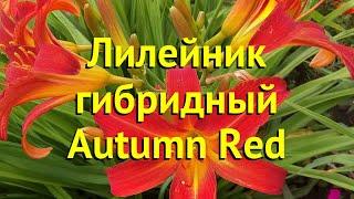 Лилейник гибридный Отум Ред. Краткий обзор, описание характеристик hemerocallis Autumn Red