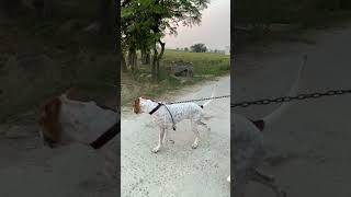 Pakistani King BULLY KUTTA #dogbreeds #americanbully #doglover #pitbull #petowner #indian #pitbullis