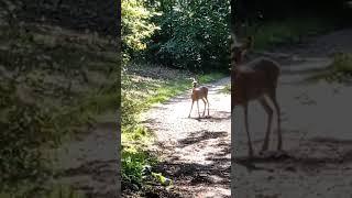 Respect * Meeting in the forest on a walk * #shorts