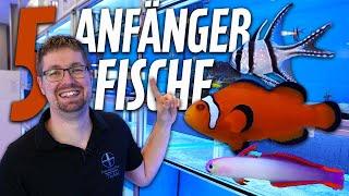 5 Anfängerfische - PlanktonPlus Aquaristik