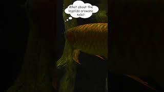 Pet Fish Don't Count