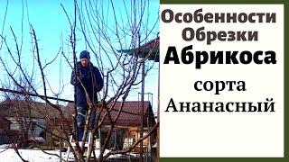 Особенности обрезки абрикоса сорта Ананасный