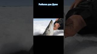 Рыбалка для Души Зимняя рыбалка#рыбак#рыбалка#fishing#fishingvideo#щука#рыба#рек#рыбаки#окунь#рыба