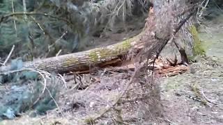 ЖИЗНЬ И СМЕРТЬ. УЩЕЛЬЕ МУХА. МАЧТОВЫЕ СОСНЫ.40 ШАГОВ. Ролик Байдымат Кечерукова