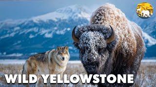 Yellowstone | The Beating Wild Heart of America | Animal Documentary