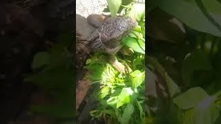 Feeding the green iguana #shorts