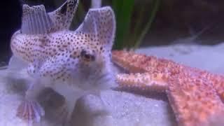 Critically Endangered Spotted Handfish