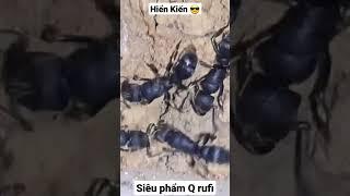 Siêu phẩm Q Rufipes