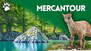 The emblematic wildlife of Mercantour - National Park - Full documentary - HD - AMP