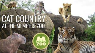 Cat Country at the Memphis Zoo | Exhibit Tours Ep. 15