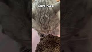 Other Cats vs. My Cat: Chaos Edition  #cats #funny #kitten #animals #pets #cute #funnyvideo