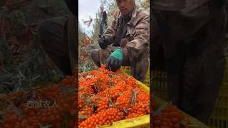 #Seabuckthorn #Seabuckthorn fruit #Harvest season