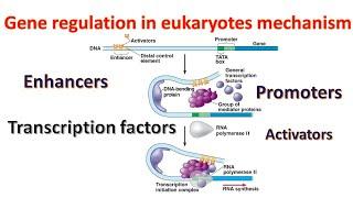 Gene regulation in Eukaryotes| Promoters | Transcription factors | Enhancers| Genetics for beginners